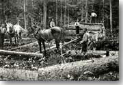 Horse Driven Logging